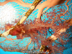 Soft Corol by Hisham Elshafie 